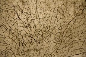 Texture of Branches on wall