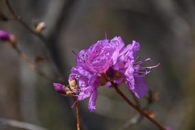 Wildflower Azalea