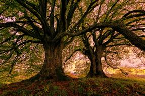 big Old deciduous Trees on Hill at sunset