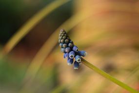Blue Grape Muscaris flower
