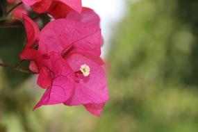 pink bougainvillea close up on blurred background