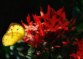 impressively beautiful Butterfly Insect anf red flowers