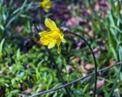 Arkansas Backlit Daffodils