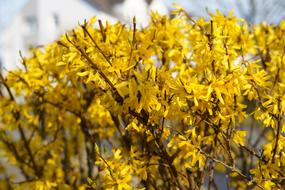 Spring Flower yellow