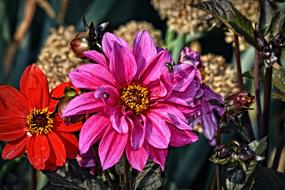 goodly Dahlia Flowers