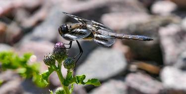 impressively beautiful Dragonfly Lake Insect