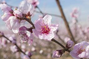 Spring Flower pink white