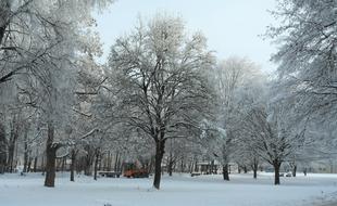 Hoarfrost Trees