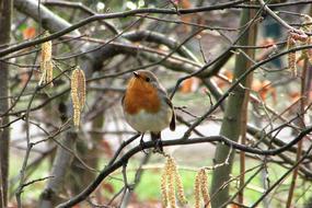 Robin perched Hazel tree Branch