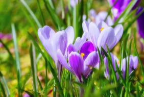 wonderful Crocus Blossom