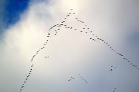 flying birds in row on a cloudy sky