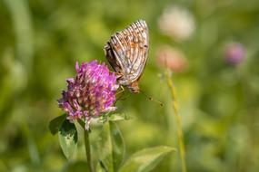 incredibly beautiful Butterfly Animal Insect