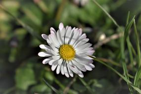 Geiss Daisy Flower