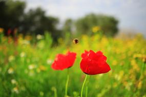 Flowers Poppies and Bee