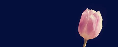 extraordinarily beautiful Tulip Pink