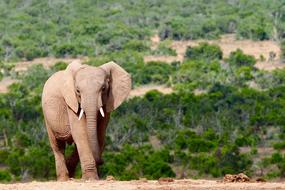 goodly Elephant Safari