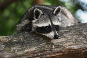 Raccoon Wild Animal