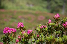 Rhododendron ferrugineum, Alpine Roses in bloom
