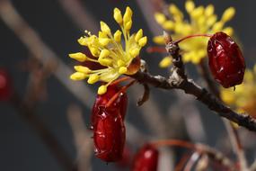 magnificent Spring Flowers Nature
