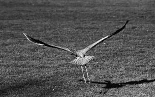 Heron Wading Bird monochrome