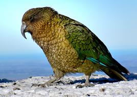 Kea, big wild Parrot resting on rock at sea, New zealand