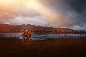 landscape with beef
