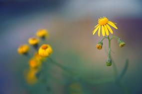 closeup photo of ravishing Autumn yellow flowers