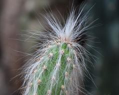 hairy Cactus at blur background