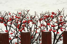 Beautiful bush with red berries in winter