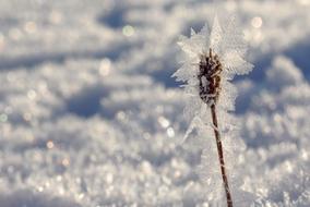 Snow Plantain snow ice