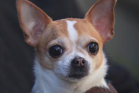 cute Chihuahua Dog Portrait