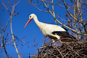 stork in the nest against the blue sky