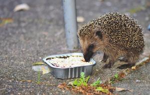 excellent Hedgehog Young Animal