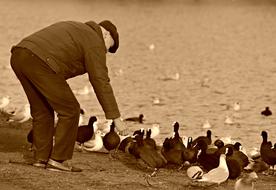 Elderly Man Feeding waterbirds