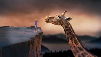 The boy from the cliff feeds the giraffe