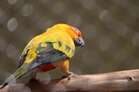red yellow bird