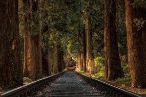 fairy train in a dense forest