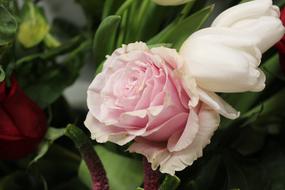 Beautiful white and pink gradient rose flowers