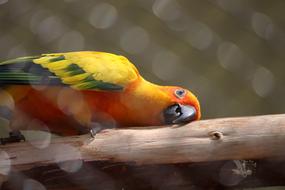 photo of a colorful parrot lying on a log at the zoo in Karnataka