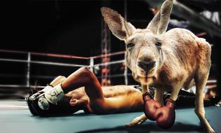 Boxing Match, collage, Kangaroo knockout man