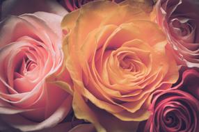 Flowers For Girls