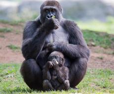 monkey mother with baby in the wild