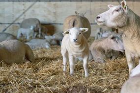 Domestic Sheep and Newborn Lamb in herd