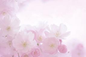 Pink Blossoms, soft focus, baclground