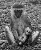 Black and white photo of the cute monkey with the cute monkey baby in Kenya, Africa