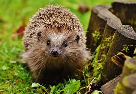 spiny hedgehog running on green grass in the garden