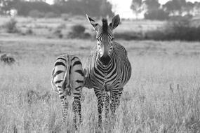 Zebra with foal in wild on a blurred background