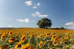 big Sunflower Field