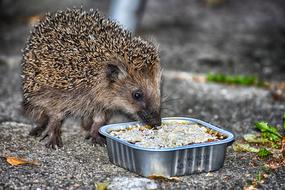 Young Hedgehog at feeder outdoor