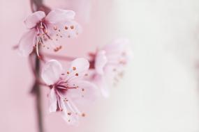 pink Spring Blossom
